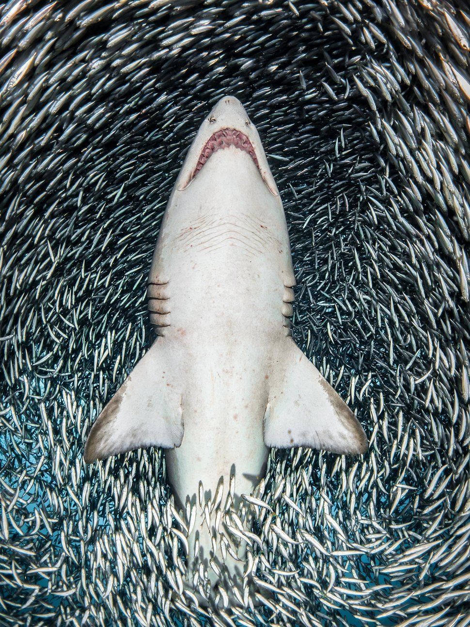 Νικήτης: «A sand tiger shark surrounded by tiny bait fish»