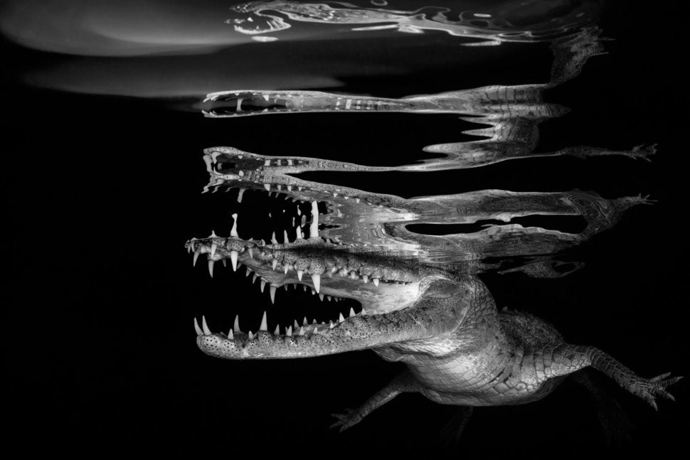 Νικητής: «Crocodile reflections»