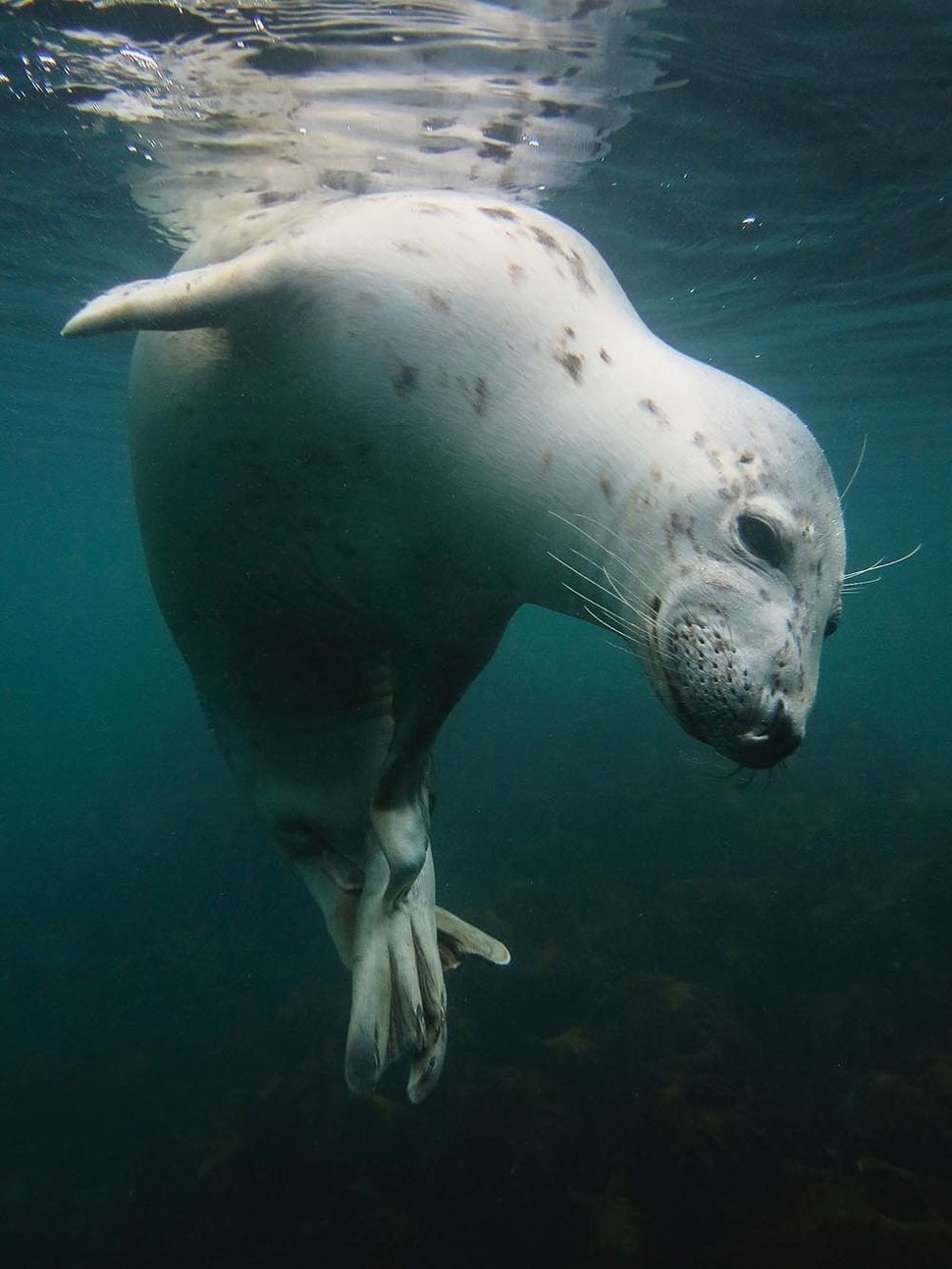 Νικητής: «Scratchy Seal»