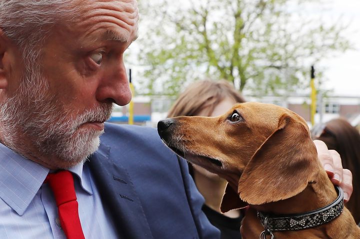 Jeremy Corbyn meets a Daschund in the 2017 election campaign