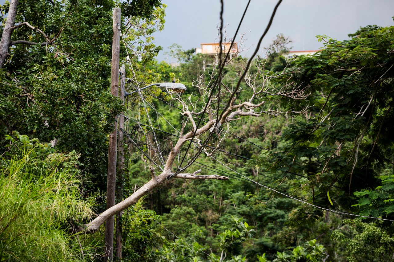 A tree branch ensnarled with electrical wires in the mountains of Rincón, Puerto Rico