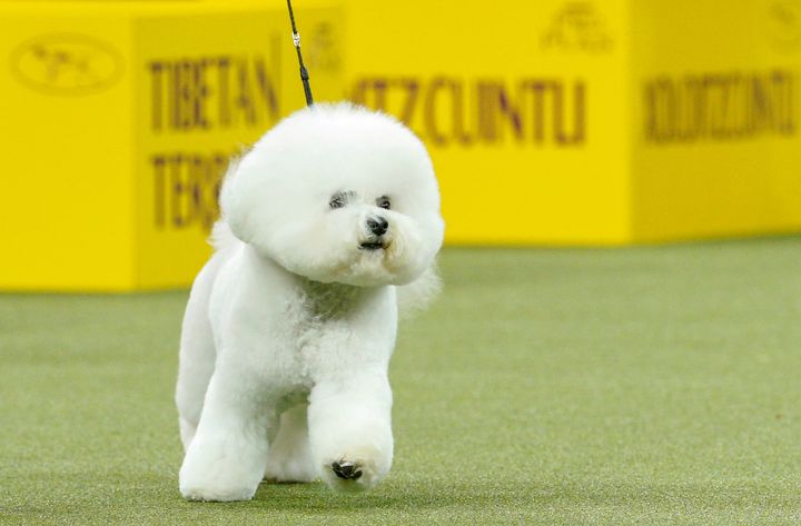 Flynn is top dog at the 142nd Westminster Kennel Club Dog Show.