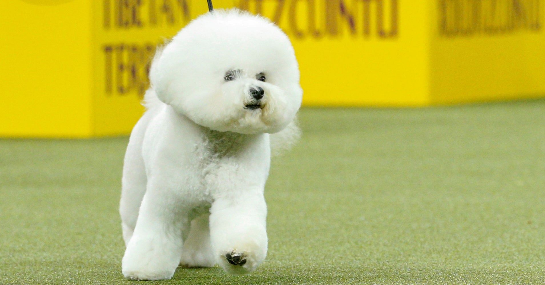 Bichon Frise Named Best In Show At Westminster Kennel Club Dog Show ...