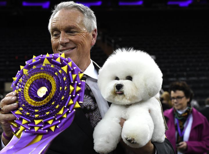 The bichon frise breed has won Best in Show just once before, in 2001, according to Westminster Kennel Club data going back to 1907. Flynn, seen here with his handler Bill McFadden, left.