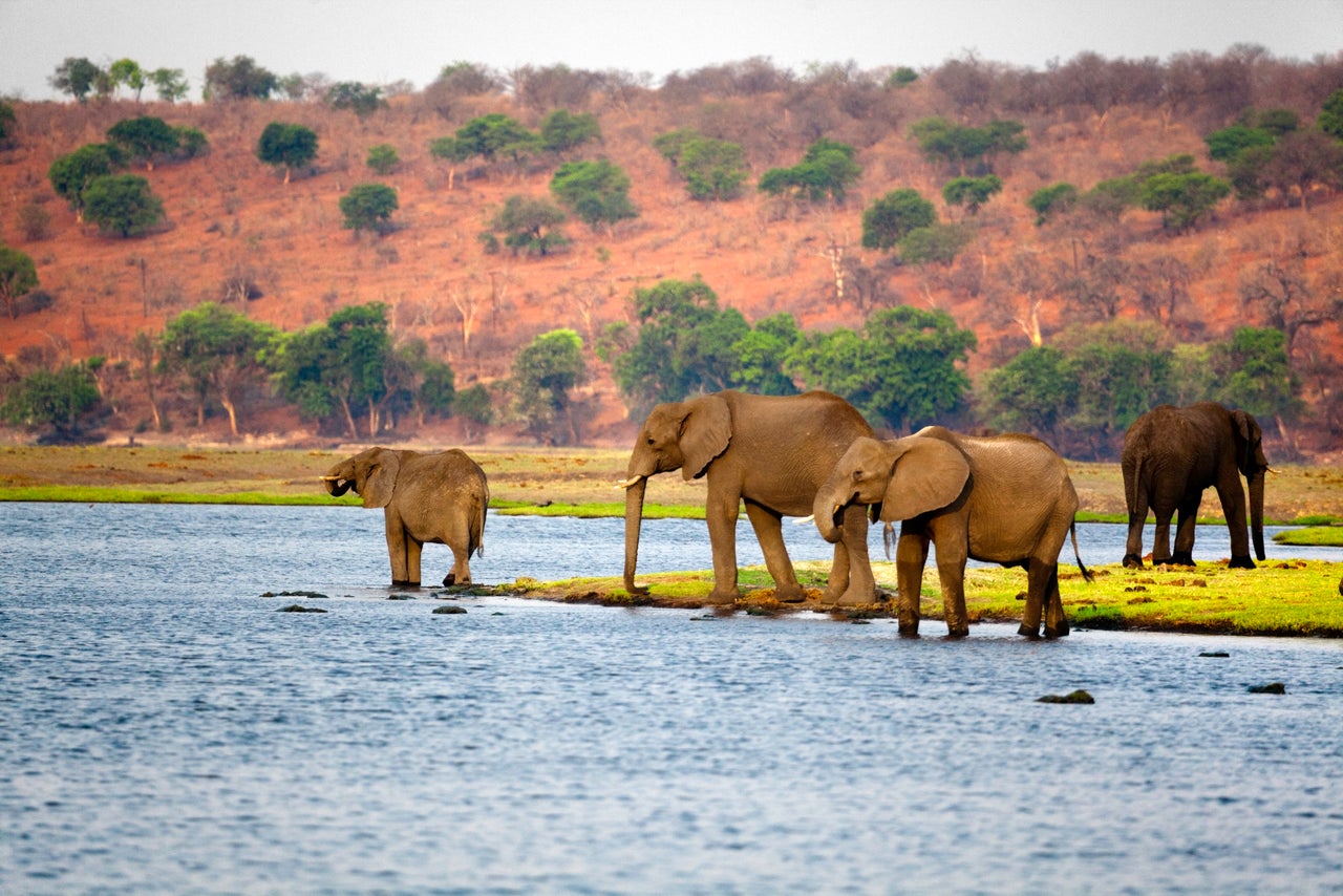 Experts say it's likely the royal couple will travel to Botswana after their wedding 