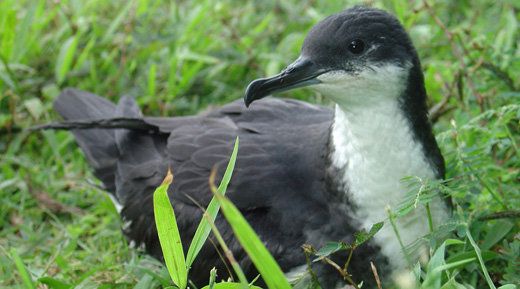 Efforts to protect the Newell's shearwater, an imperiled Hawaiian seabird, could be hurt if a Trump administration budget proposal is adopted.