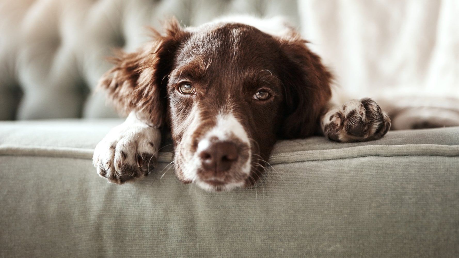 FDA Warns Of Possible Euthanasia Drug In Major Dog Food ...