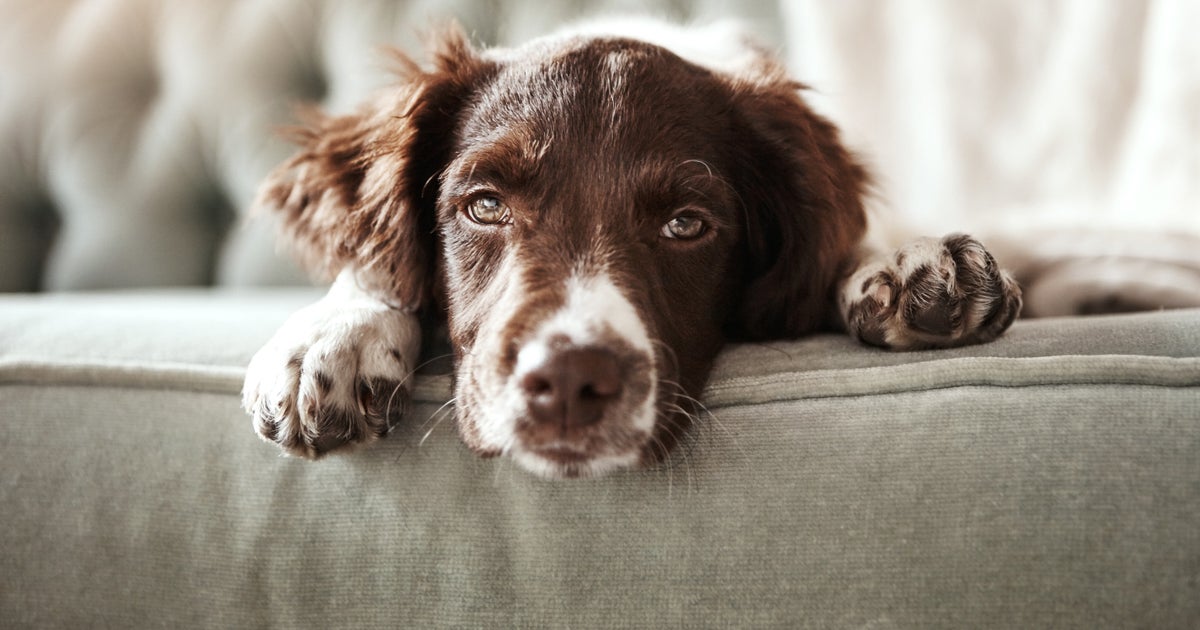 FDA Warns Of Possible Euthanasia Drug In Major Dog Food Brands