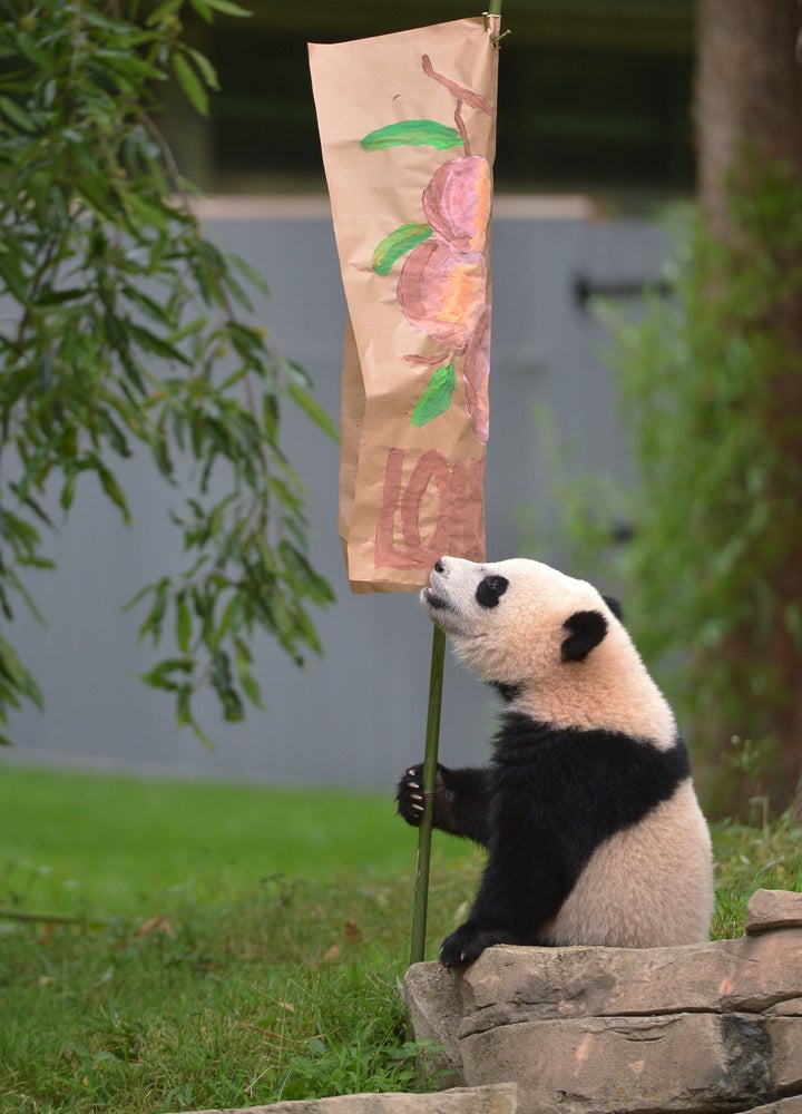 Bao Bao sits under a longevity poster during her 2014 "Zhuazhou" birthday ceremony at the National Zoo in Washington, D.C.