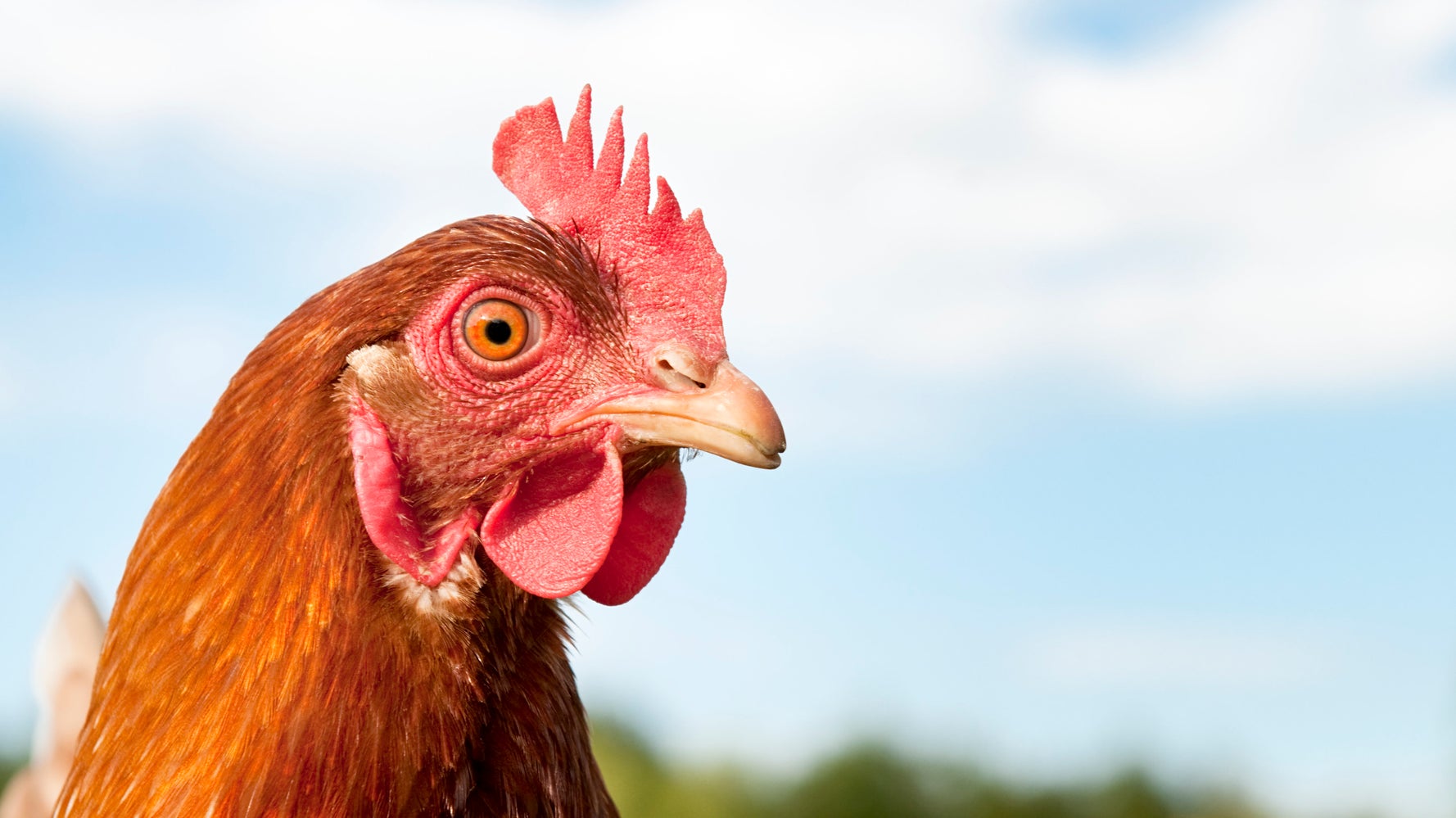 Brown vs. White Eggs: The Surprising Truth Behind Shell Color and Price