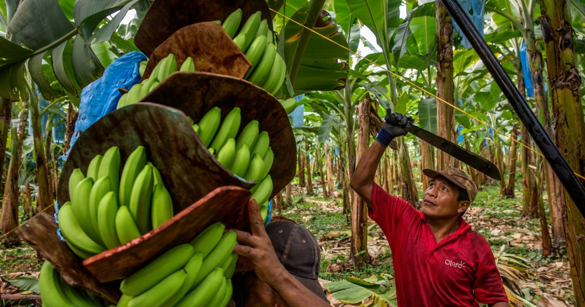 Страны выращивающие бананы