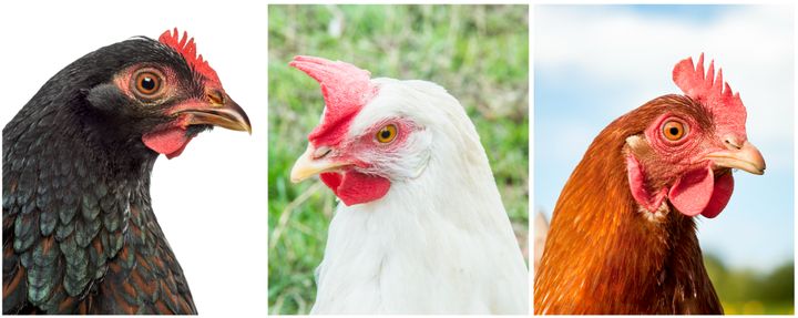 Left to right: A Barnevelder hen has dark brown earlobes and lays brown eggs; a Leghorn hen has white earlobes and lays white eggs; a red domestic hen has red earlobes and lays brown eggs.