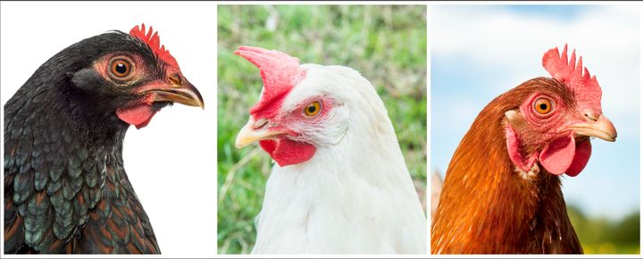 Left to right: A Barnevelder hen has dark brown earlobes and lays brown eggs; a Leghorn hen has white earlobes and lays white eggs; a red domestic hen has red earlobes and lays brown eggs.