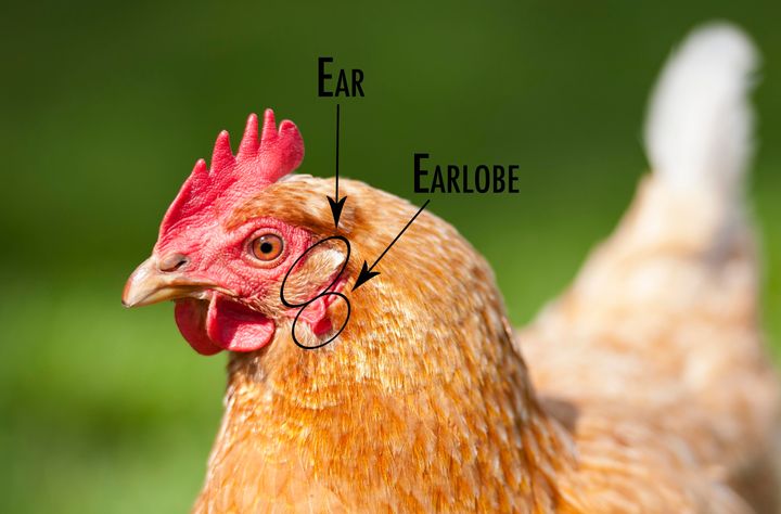 The chicken's earlobe sits just below its ear, which you may not have noticed.