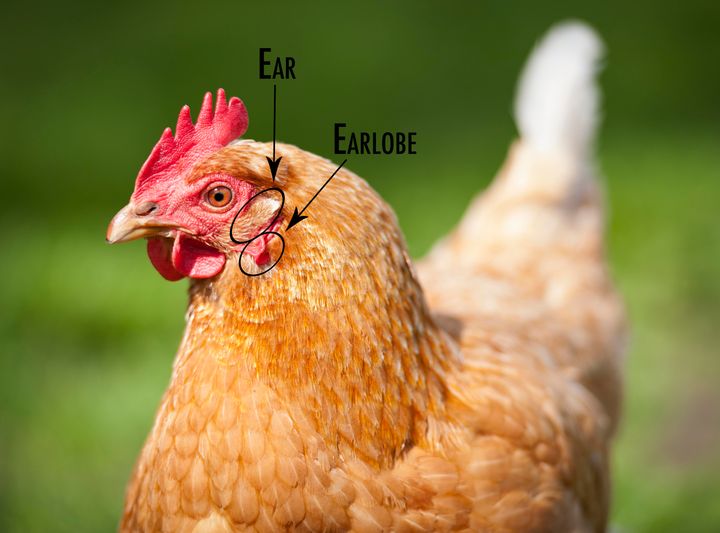 The chicken's earlobe sits just below its ear, which you may not have noticed.