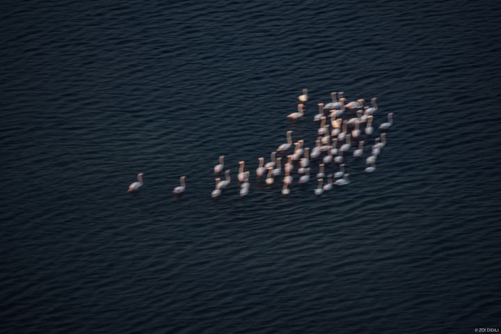 Οι εικόνες είναι μαγευτικές κατά την προσγείωση. Σε τουλάχιστον δύο σημεία της λιμνοθάλασσας Ερατεινού συναντώνται κοπάδια φλαμίνγκο, που καλωσορίζουν τους ταξιδώτες