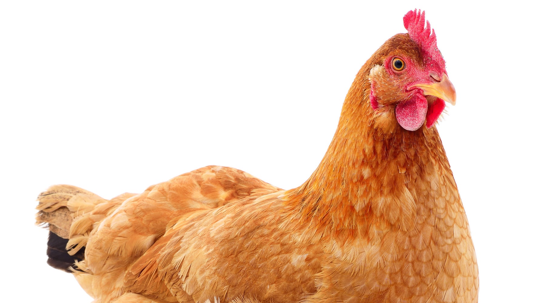 Here S What Farms Do To Hens Who Are Too Old To Lay Eggs