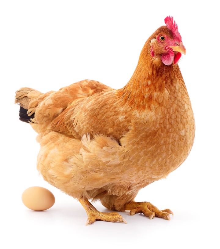 Here's What Farms Do To Hens Who Are Too Old To Lay Eggs | HuffPost