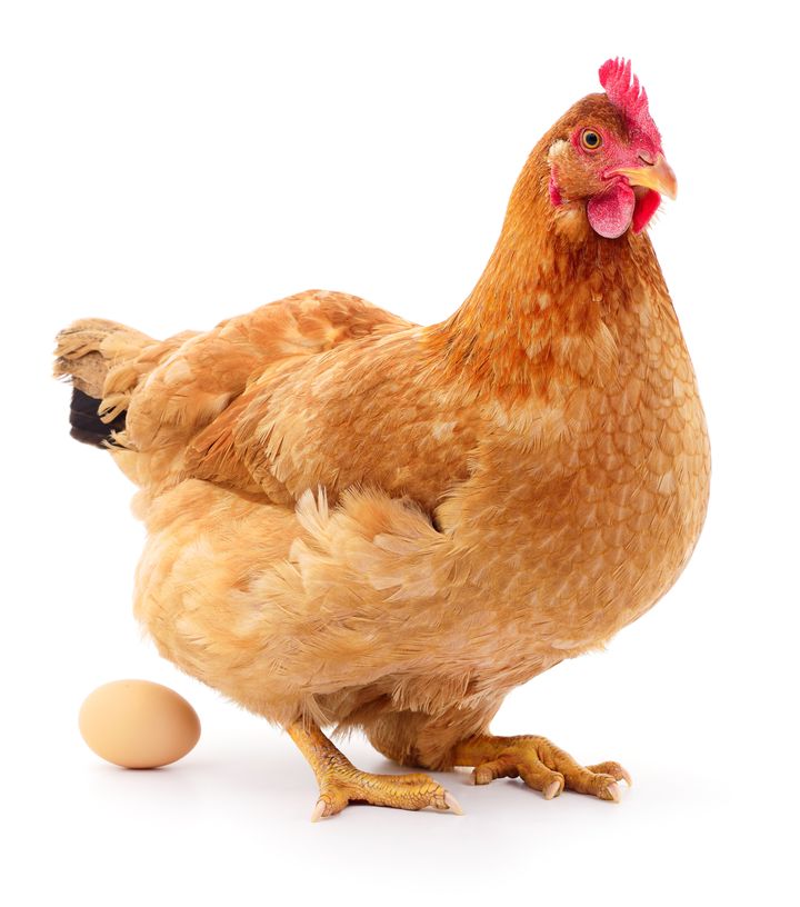 Heres What Farms Do To Hens Who Are Too Old To Lay Eggs Huffpost Uk