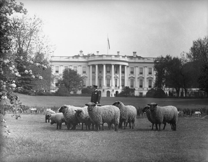 Sheep grazing on the White House Lawn in 1918.