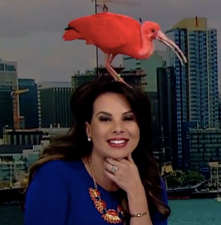 KFMB anchorwoman Nichelle Medina had an unexpected guest fly on her head Monday morning.