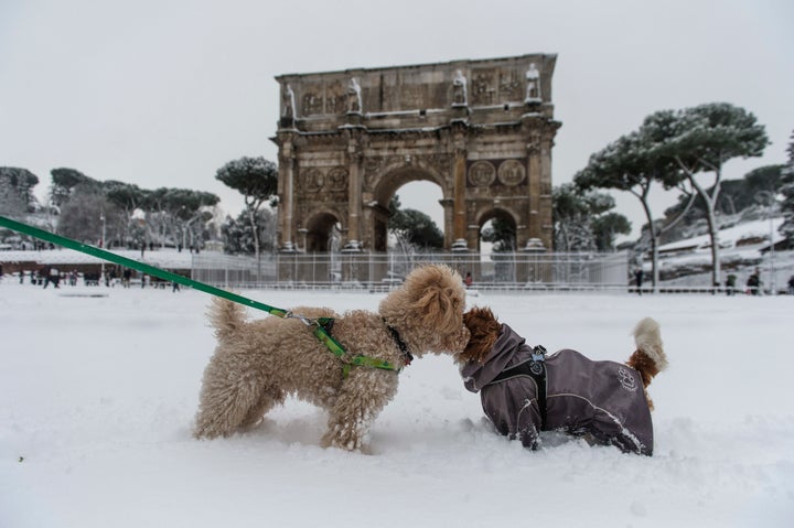 Two canines get acquainted in front of Rome's Arch of Constantine.