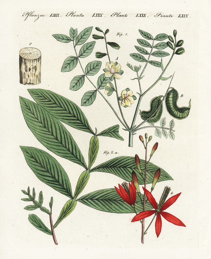 An 1802 illustration of senna, a natural laxative, by Friedrich Johann Bertuch.