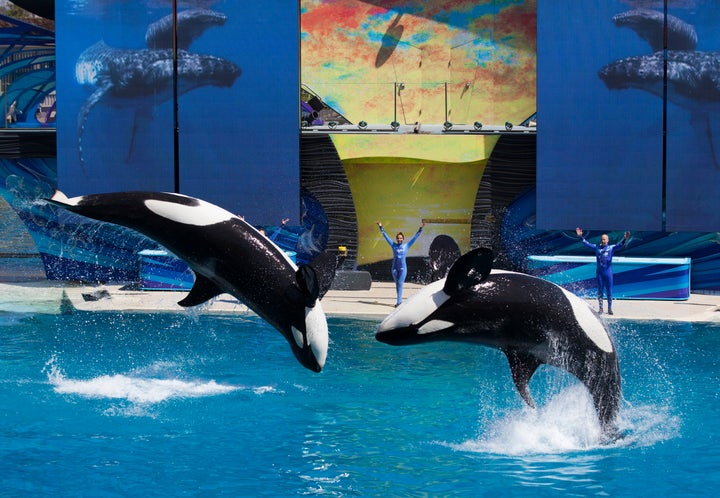 The company announced the end of its orca breeding program and theatrical shows under Manby's leadership in 2016.