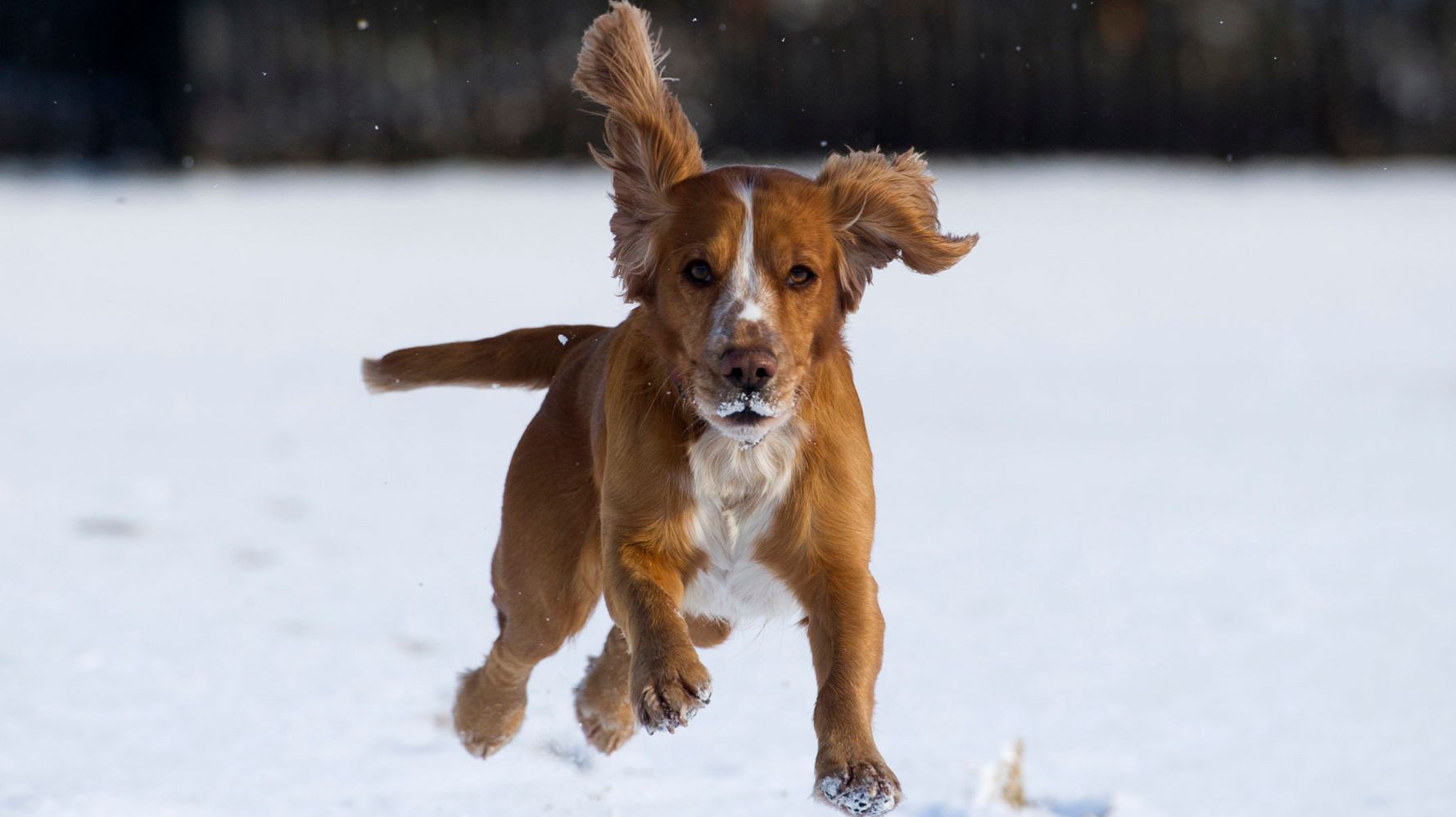 21 Animals Who Are Enjoying The Beast From The East Huffpost Uk Life