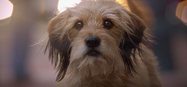 A retelling of "Benji" is coming to Netflix