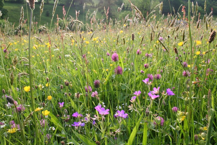 Muker meadows, Yorkshire 