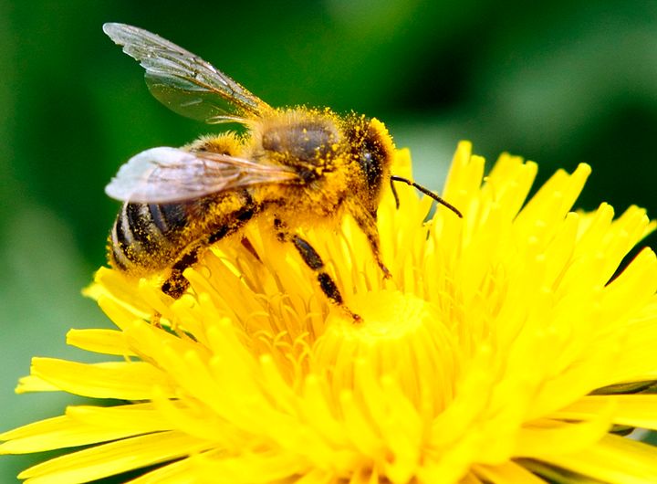 The EU has had a moratorium on the use of neonicotinoids since 2014 after lab research pointed to potential risks for bees.