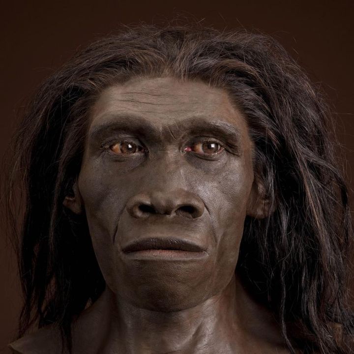 Homo erectus, θυληκός. Αναπαράσταση βασισμένή στο δείγμα ER 3733 από τον John Gurche