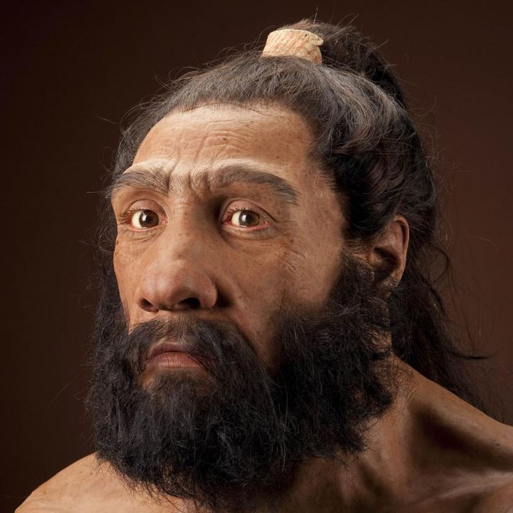 Homo neanderthalensis, αρσενικός. Αναπαράσταση βασισμένη στο δείγμα Shanidar 1 από τον John Gurche