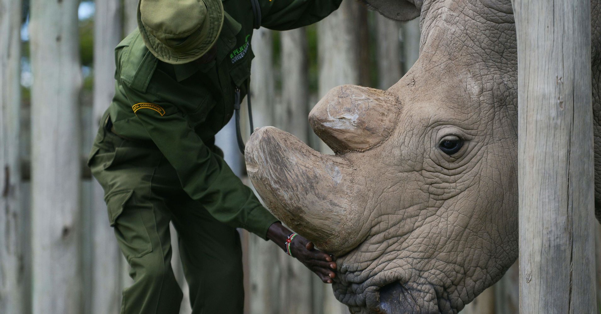 Extinction Looms For Northern White Rhino As Last Male Nears Death