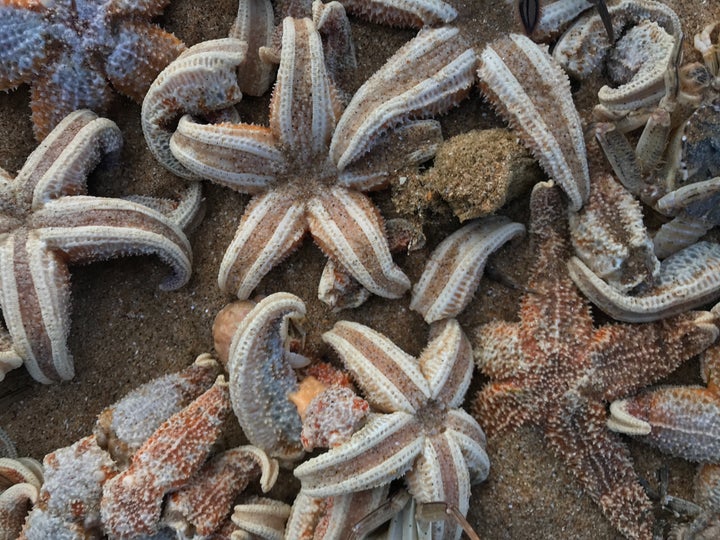 Tens of thousands of starfish washed up on Ramsgate Beach in the wake of the cold snap 