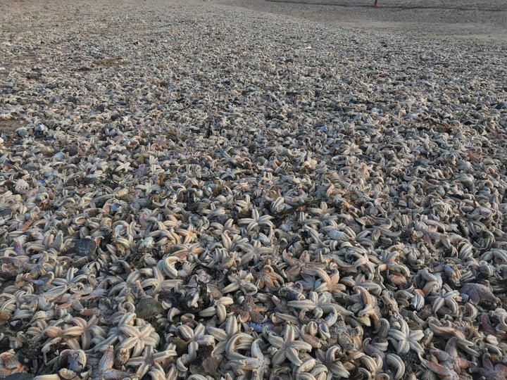 The remains of fish and sea urchins were also spotted in the mass 