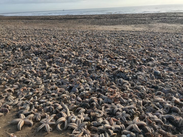 It's thought high winds caused by Storm Emma carried the starfish to shore 