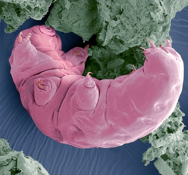The tardigrade or 'water bear' is almost indestructible.