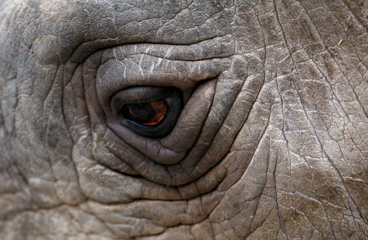 A close-up view of northern white rhino Sudan at a zoo in the Czech Republic in 2009.