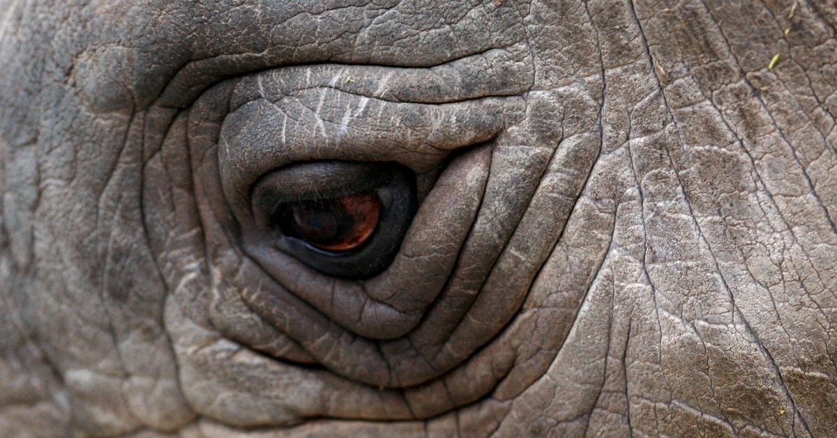 Глаза носорога