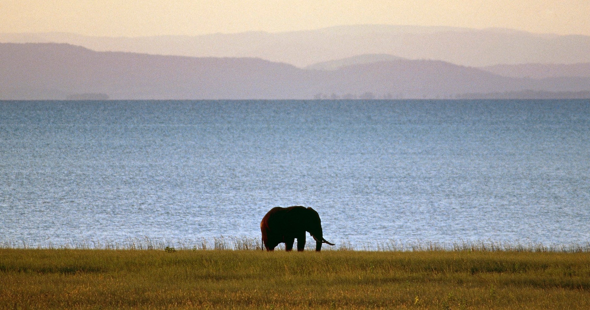 Example Of A Thesis Statement For An Essay Trump Administration Reverses Promise To Ban Elephant Hunt Trophies Huffpost Examples Of Essay Proposals also How To Write A Business Essay Trump Administration Reverses Promise To Ban Elephant Hunt Trophies English Essay Introduction Example