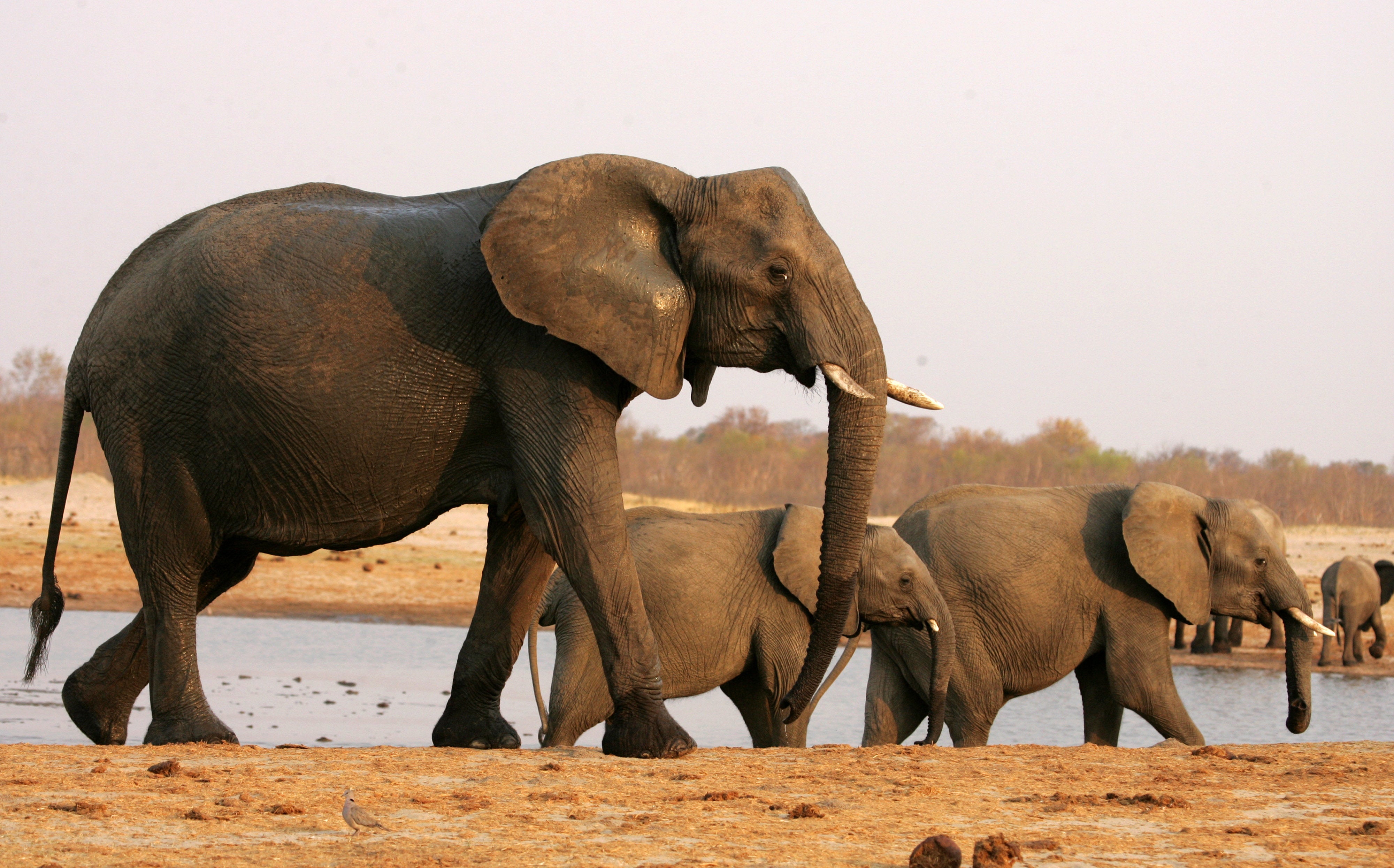 USA to Allow Elephant Trophy Imports Despite Trump's Condemnation