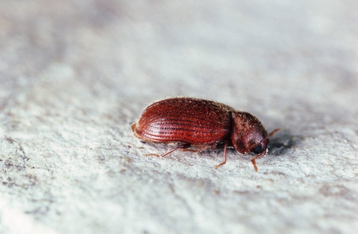 An extreme closeup of a drugstore beetle, which looks more like a tiny black sesame seed to the human eye.