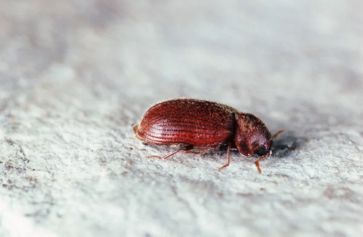 Yes Those Are Probably Bugs In Your Paprika Here S What To Do Huffpost Life Yes Those Are Probably Bugs In Your Paprika Here S What To Do Huffpost Life