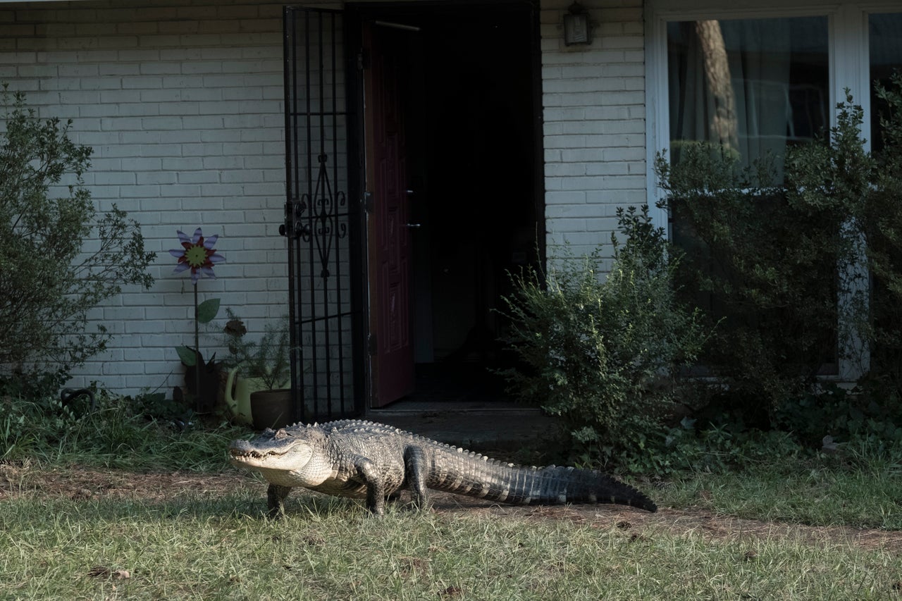 The alligator behind Alligator Man.