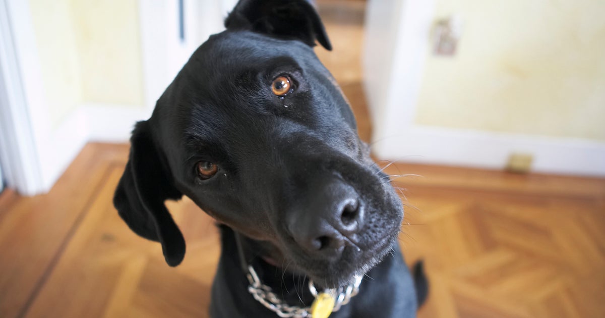 Speaking To Your Dog In A In Baby Voice Improves Their Attention Span