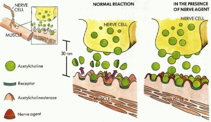 A simplified picture of a cholinergic synapse.