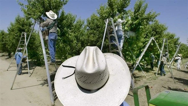 Workers pick fruit at a farm in Arvin, California. Some states are considering banning the pesticide chlorpyrifos due to the dangers it presents to humans and the environment.