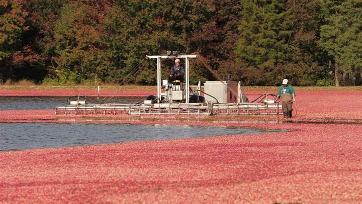 Herbert Armstrong and William Campbell operate a cranberry picker during the harvest season at Lee Brothers Inc. in Chatsworth, New Jersey. Stephen V. Lee IV said he’s only used the pesticide chlorpyrifos a few times in the many years he’s run the farm.